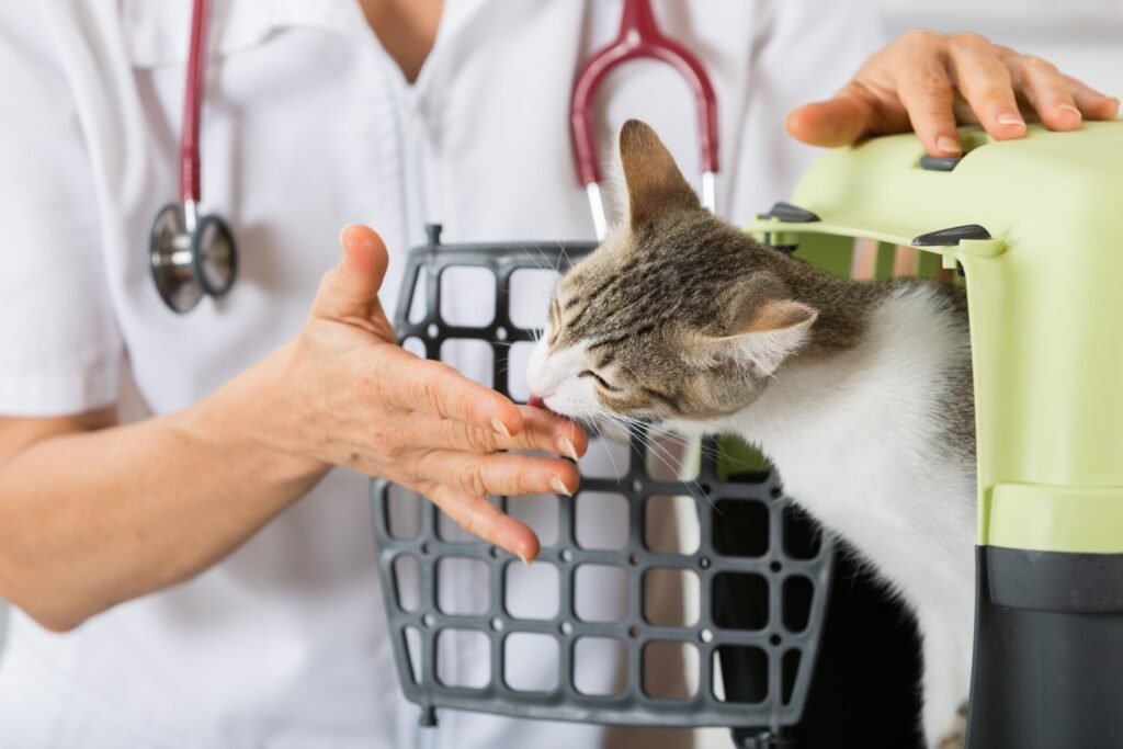 How to Keep Your Cat Calm During Vet Visits