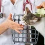 How to Keep Your Cat Calm During Vet Visits