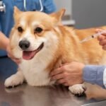 Top 5 Vaccines Every Dog Needs